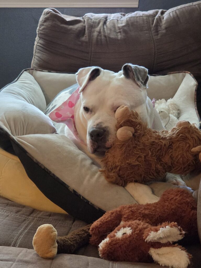 Dora in bed with teddies bandana 2026-09-18 b