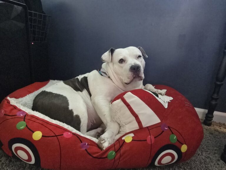 Dora in car-shaped bed 2025-04-24