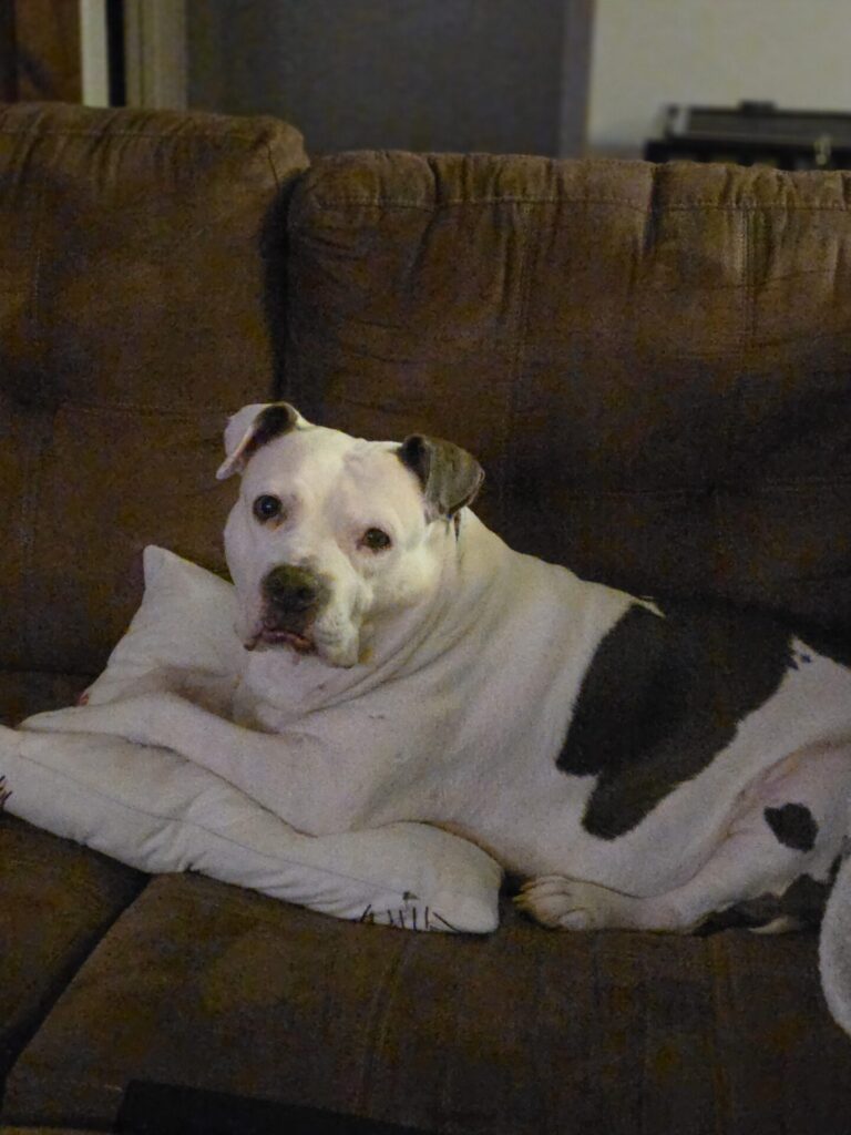 Dora on brown couch 2026-08-27 a