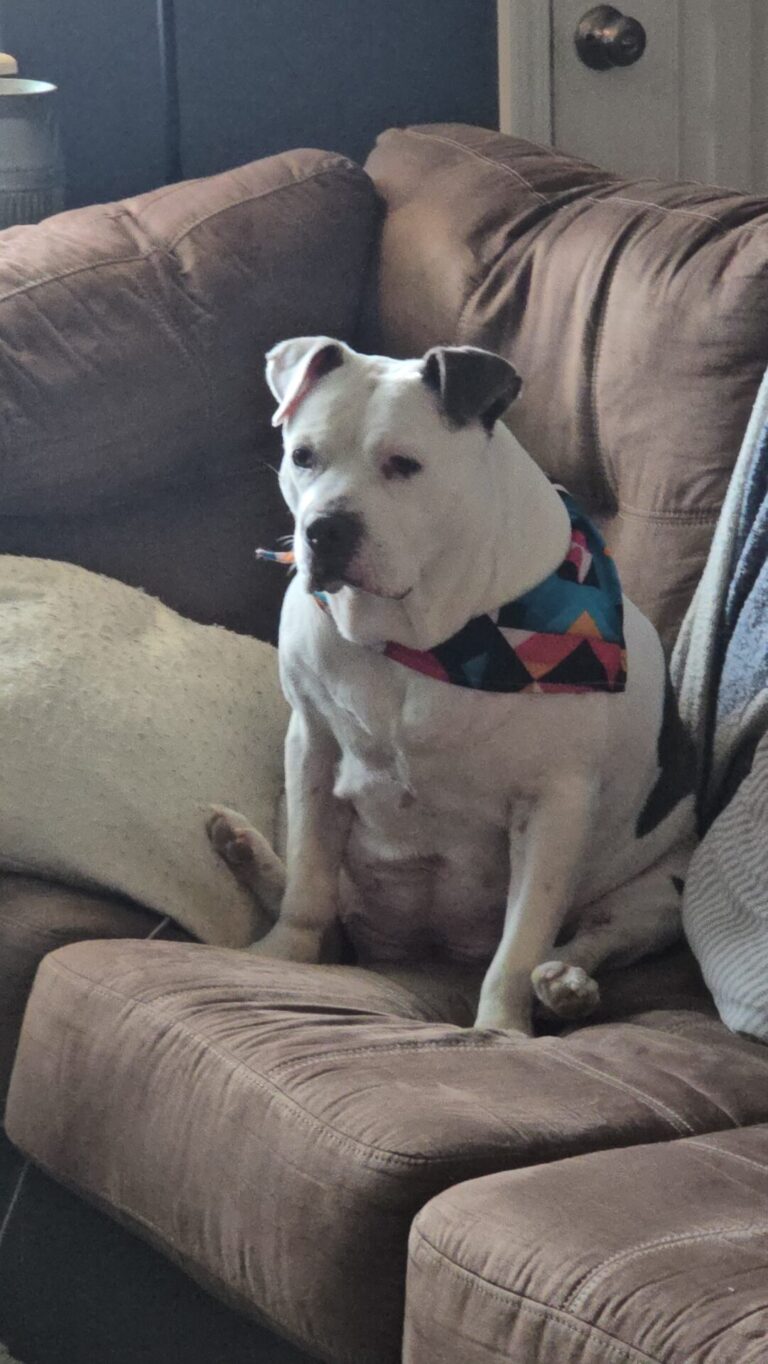 Dora on couch with bandana 2025-04-19