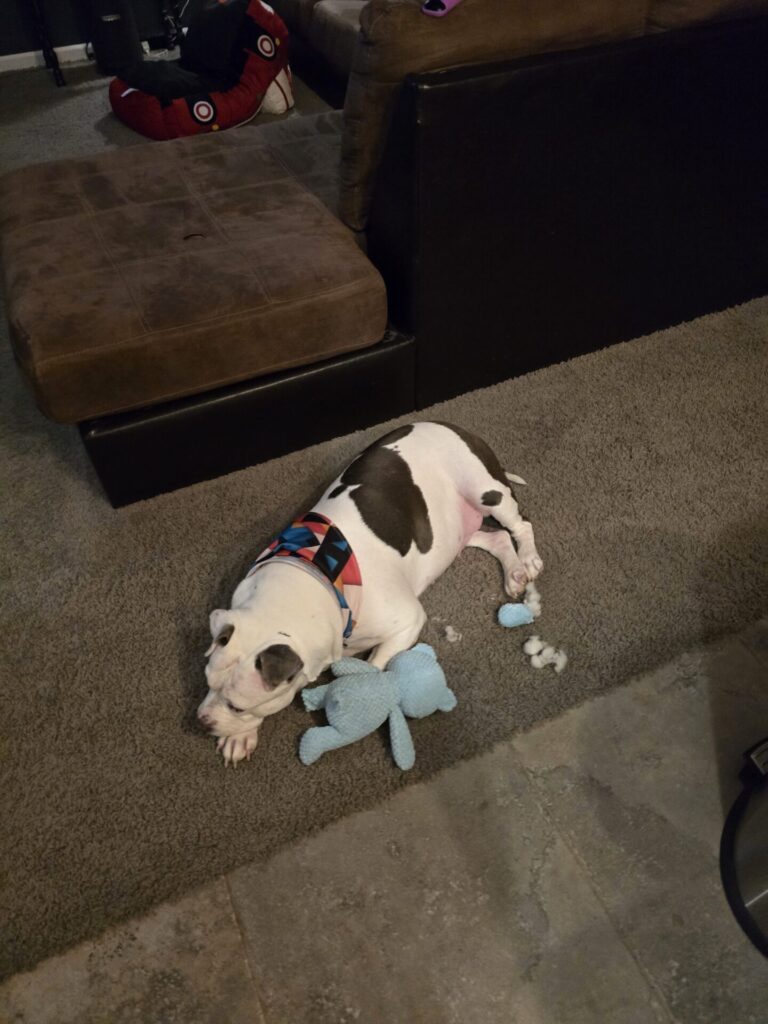 Dora playing with blue teddy bear 2025-04-15