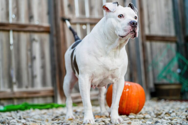Dora - yard portrait